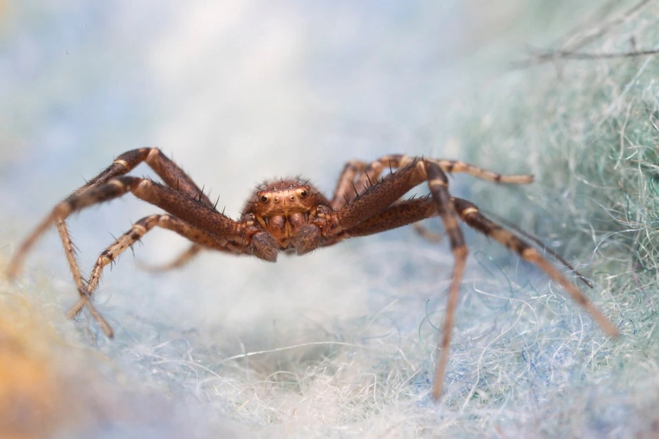 花蟹蛛（ground crab spider）偏好在靠近地面處狩獵（而不是在蛛網上捕捉獵物）。PHOTOGRAPHS BY ISABELLE BETANCOURT 