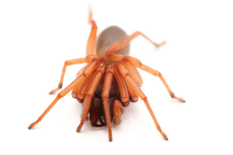 野豬蛛（woodlouse spider，英文名稱源自牠們最喜愛的食物潮蟲〔woodlouse〕）蜷縮起來，腿盤在頭部周圍。HOTOGRAPH BY ISABELLE BETANCOURT