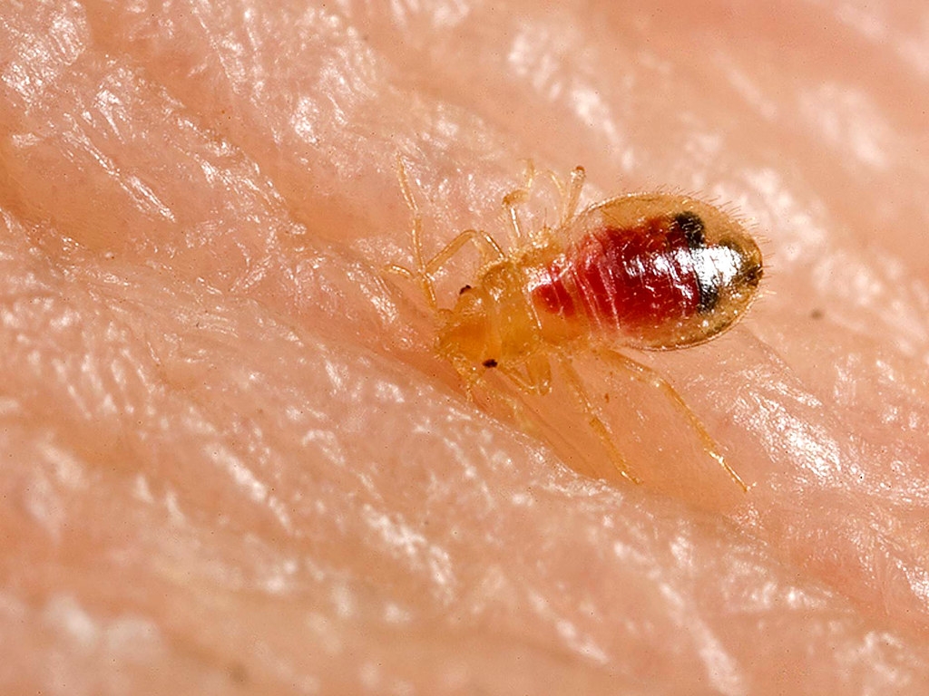 正在吸血中的床蝨若蟲。圖片來源：Piotr Naskrecki 攝／美國衛生福利部疾病管制署（PDM）