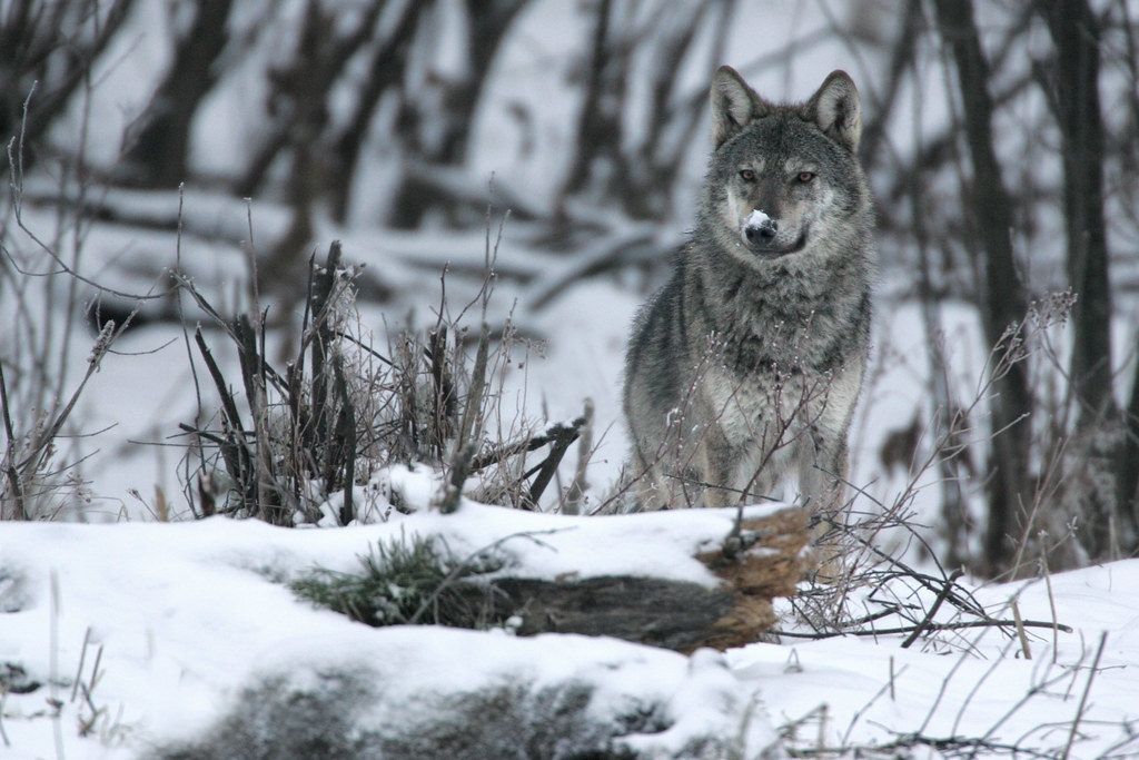 東歐Bieszczady 山脈拍到的狼。圖片來源：Grzegorz Wiśniewski／Rewilding Europe