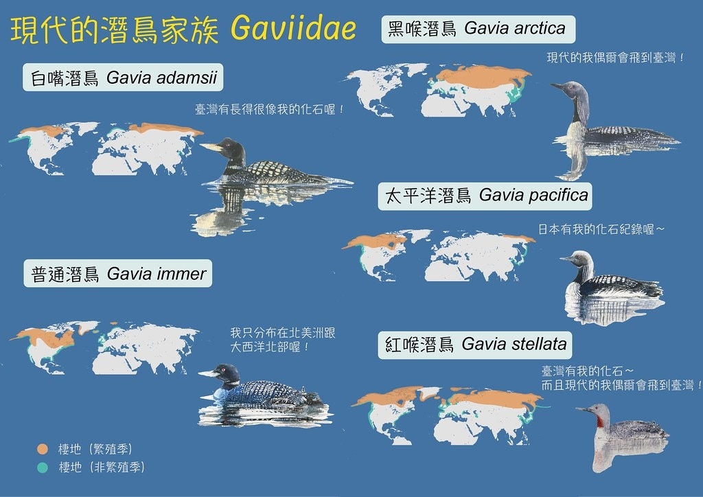 現代潛鳥家族：現代潛鳥的分布圖以及潛鳥與臺灣的關係。圖片來源：吳筱曼提供