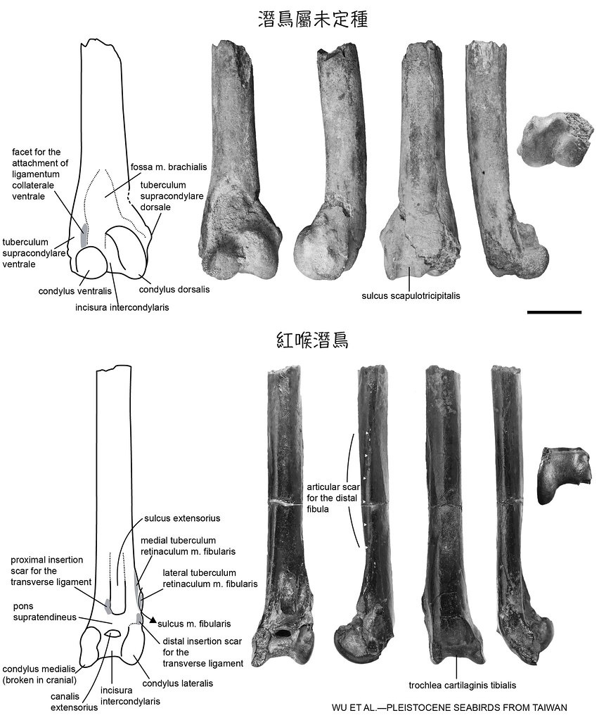 臺灣出土的兩件潛鳥化石，圖片中的比例尺為１公分。圖片來源：吳筱曼等人製；中央研究院生物多樣性研究中心之海洋古生物實驗室提供