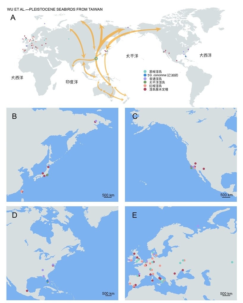 全球的更新世潛鳥紀錄。臺灣位於東亞澳遷徙線上，是西北太平洋亞熱帶區域唯一有潛鳥化石的地方。橘色路線代表東亞澳遷徙線，綠色圓圈為臺灣的位置。圖片來源：吳筱曼等人製；中央研究院生物多樣性研究中心之海洋古生物實驗室提供