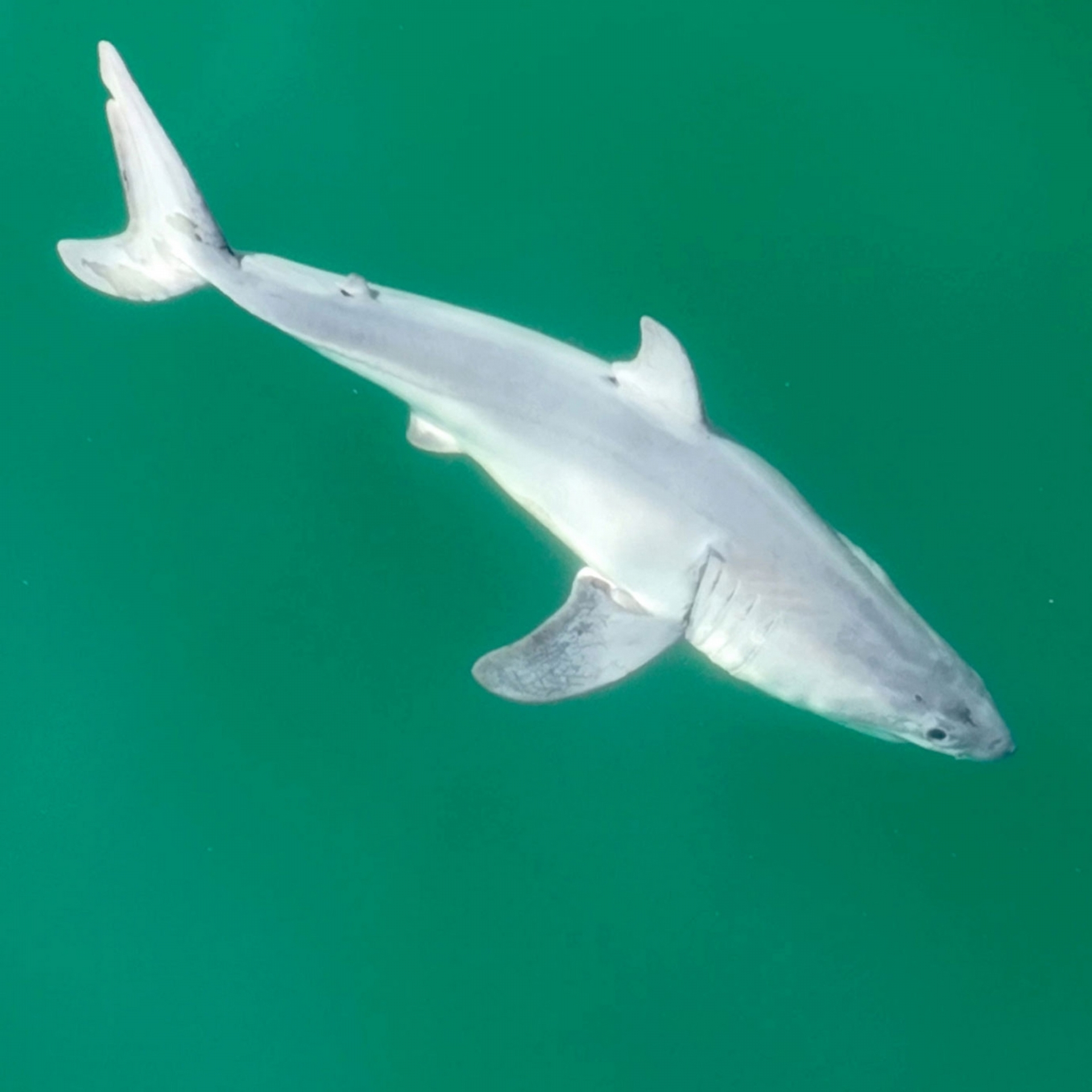 這是有史以來第一次錄到新生的大白鯊嗎？這隻小鯊魚於加州聖塔芭芭拉外海游泳的時候，有一層乳白色薄膜──科學家指出那可能是子宮內的某種「乳狀物」──從牠的尾巴剝落。PHOTOGRAPH BY CARLOS GAUNA 