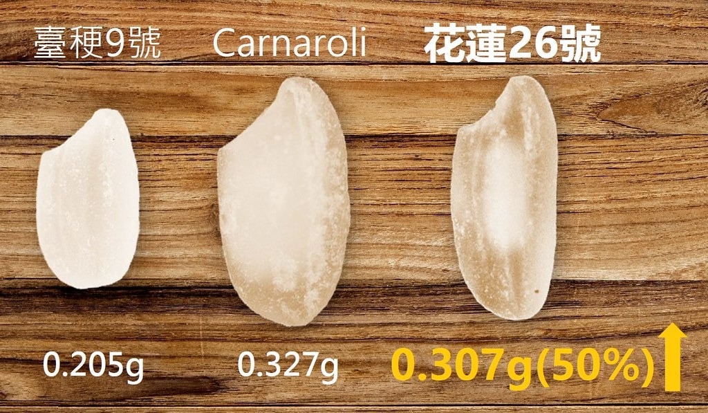 「花蓮26號」比臺灣較大的「臺梗9號」還要大上1.5倍，比常吃的白米更為耐煮。圖片來源：擷取自農業部簡報