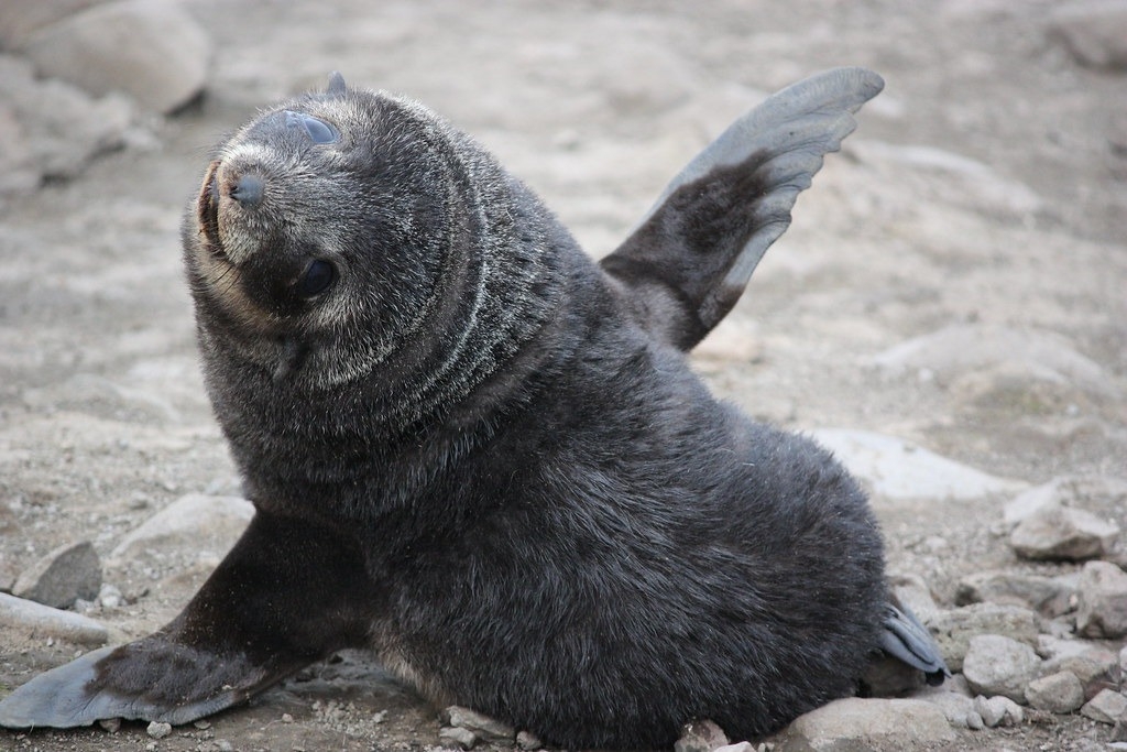 南極一隻正在玩耍的南極海狗（Antarctic fur seal），科學家擔心禽流感可能對海狗生存造成危機。圖片來源：NOAA NMFS SWFSC Antarctic Marine Living Resources (AMLR) Program （CC BY 2.0）