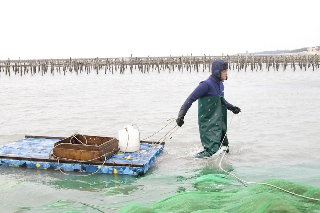 鰻魚難以人工繁殖，只能從海裡抓鰻苗，漁民常為了生計在寒冷的天氣下水捕撈野生鰻苗。攝影：陳柏銓。圖片來源：數位島嶼（CC BY 3.0 TW）