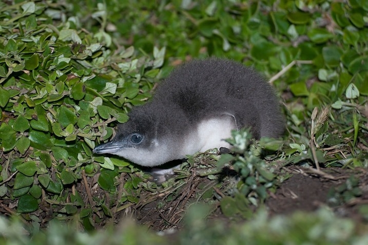 羽翼漸豐的小藍企鵝雛鳥。雖說菲利普島上的小藍企鵝族群是全世界最大的，但掠食性渡鴉的威脅也愈來愈嚴重。 PHOTOGRAPH BY TUI DE ROY/NATURE PICTURE LIBRARY 