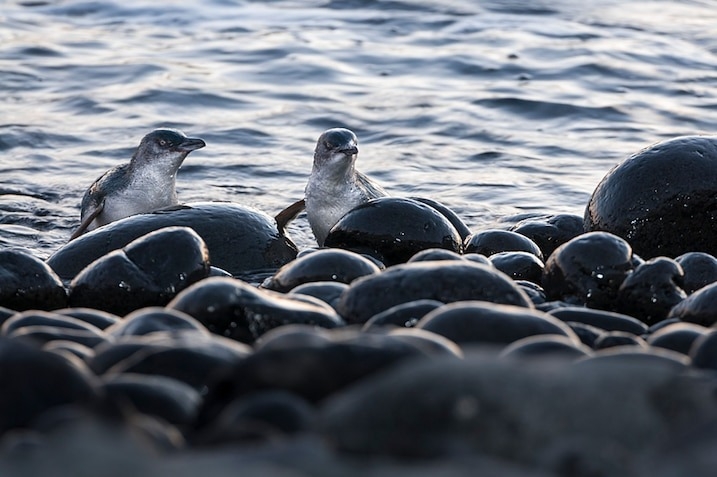 小藍企鵝在黃昏後上岸，前往育雛地。PHOTOGRAPH BY TUI DE ROY/NATURE PICTURE LIBRARY