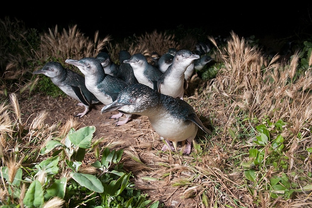 澳洲維多利亞菲利普島自然公園（Phillip Island Nature Park）裡的小藍企鵝在晚上前往繁殖的洞穴。近年來這種不會飛的小型鳥類面臨了一項新的威脅：渡鴉會攻擊牠們的巢穴。PHOTOGRAPH BY TUI DE ROY/NATURE PICTURE LIBRARY