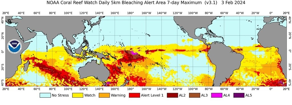 每日珊瑚白化預警狀態。圖為2024年2月3日。圖片來源：NOAA