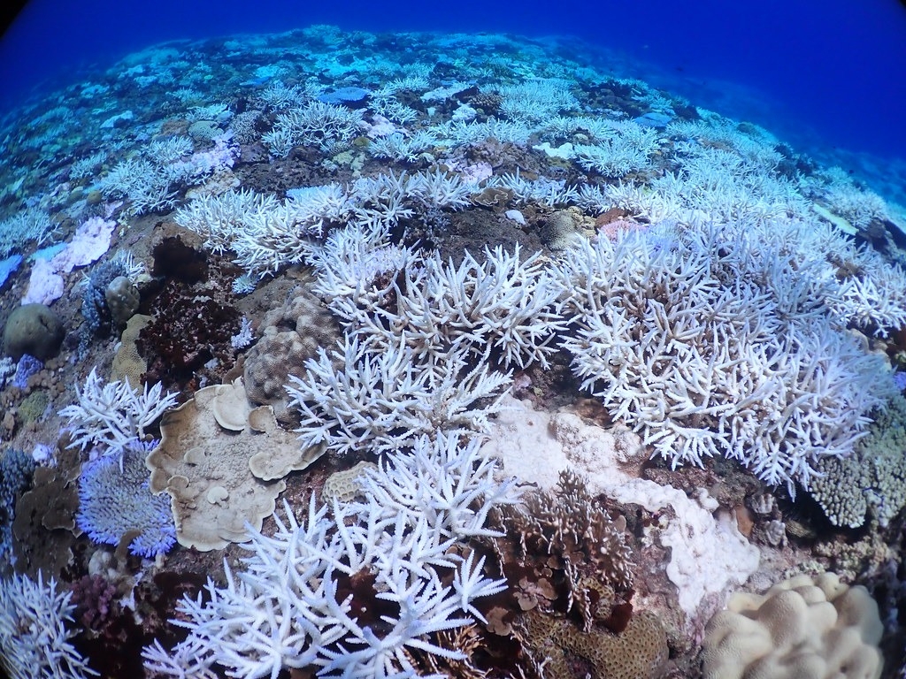 2020年臺灣發生史上最大規模的珊瑚白化事件。圖為綠島龜灣10公尺深處，白化的軸孔珊瑚群。資料照：郭兆揚提供