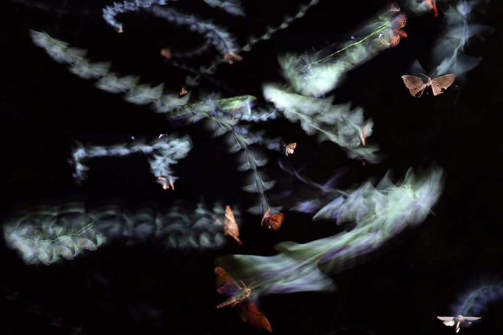 科學家已提出許多理論，以解釋昆蟲在人造光源周圍的飛行模式。這張合成照片利用閃光燈和長時間曝光，顯示哥斯大黎加的昆蟲在一盞紫外線燈周圍的活動路徑。PHOTOGRAPH BY SAM FABIAN