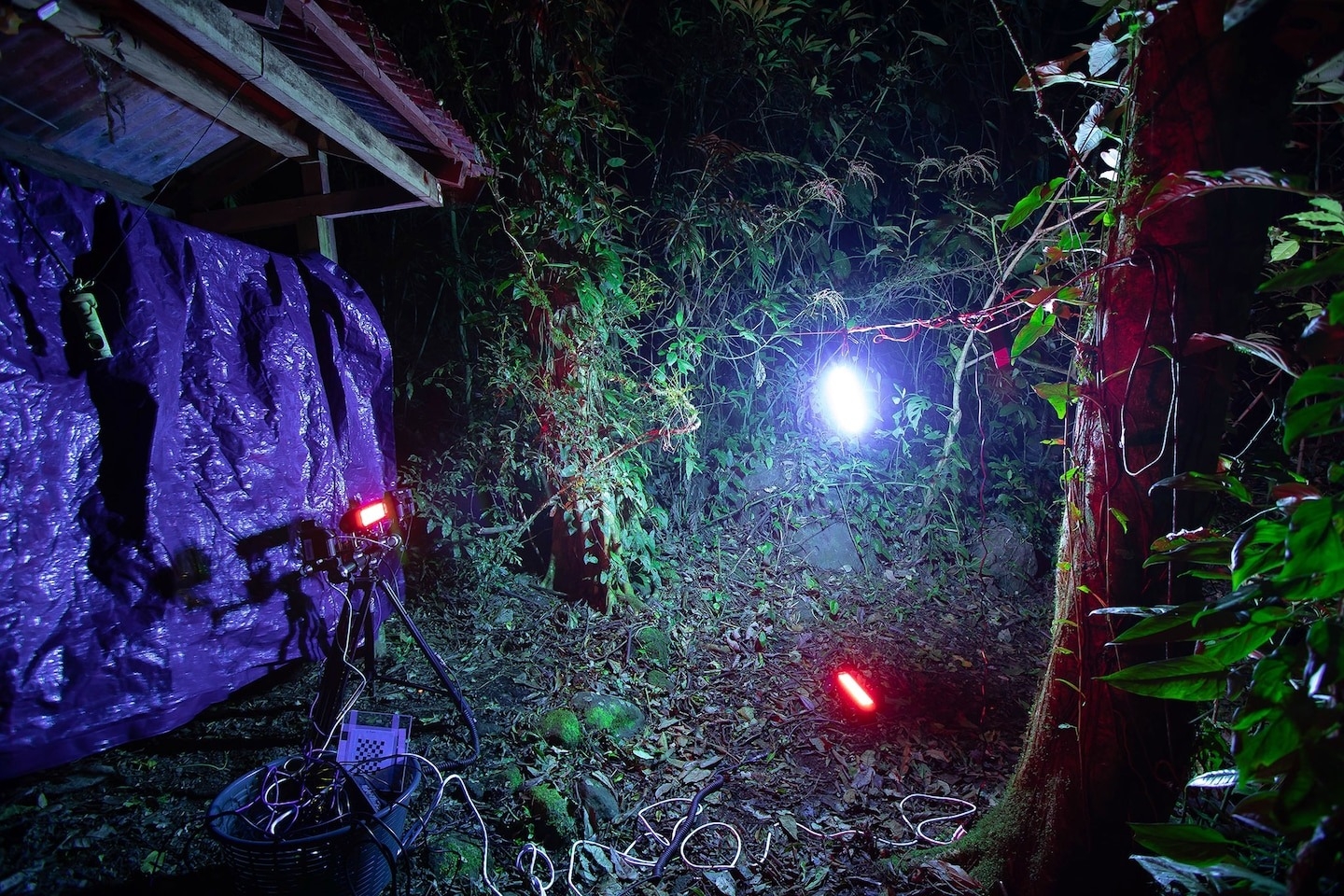 在哥斯大黎加的蒙特維多，兩盞紅外線燈照亮一支紫外線燈管，讓高速攝影機能夠記錄昆蟲在紫外線燈管周圍的飛行模式，同時不會干擾牠們的自然行為。PHOTOGRAPH BY SAM FABIAN 