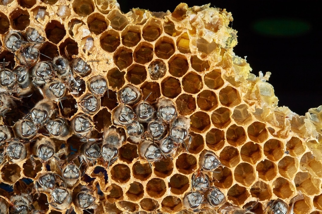 響蜜鴷幫助蜂蜜獵人找到蜂巢，響蜜鴷則得到蜂蠟──響蜜鴷飲食的主要成分──作為回報。PHOTOGRAPH BY THOMAS PESCHAK 