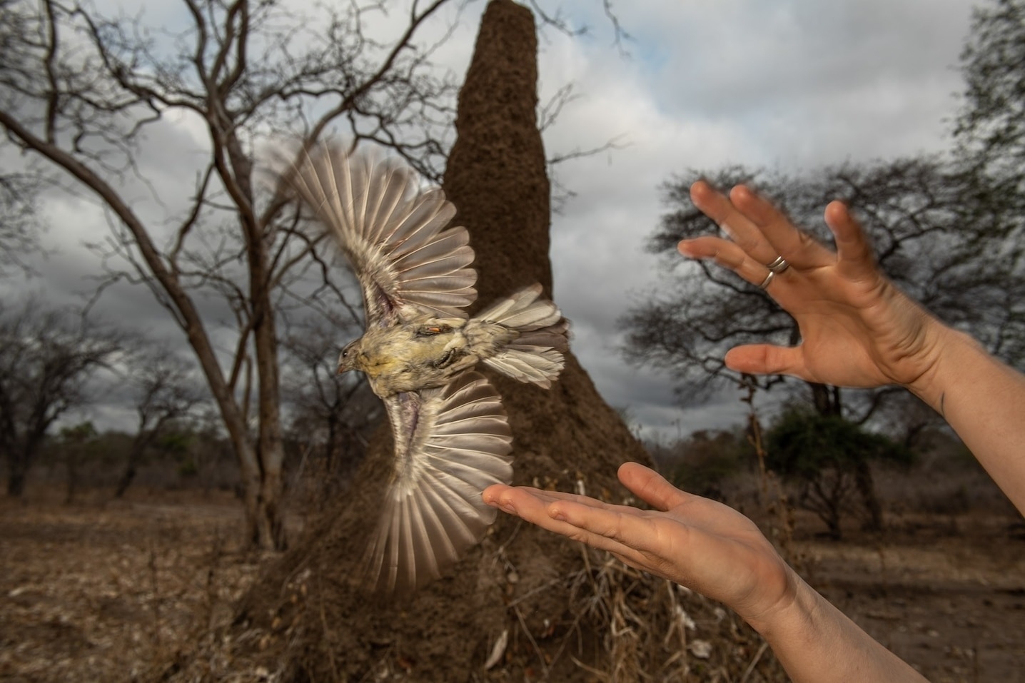 研究人員在莫三比克野放了一隻黑喉響蜜鴷。這種鳥會與在東非採集野生蜂蜜的人類互惠合作，也是野生動物與人類合作的罕見案例之一。 PHOTOGRAPH BY THOMAS PESCHAK 