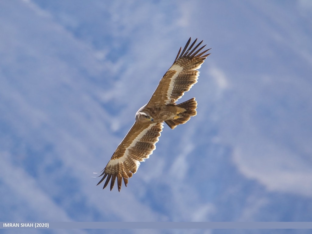 「只有飛行，沒有國界」草原鵰（Steppe eagle）一飛橫跨數國，遷徙物種的研究跟保育都不容易。圖片來源：Birds of Gilgit-Baltistan（CC BY-SA 2.0）