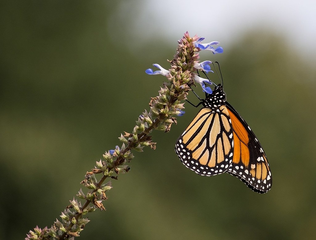 帝王蝶（Monarch butterfly） 能飛越十幾個國家，途中的國家都可能影響牠的生存。圖片來源：Rhododendrites（CC BY-SA 4.0）