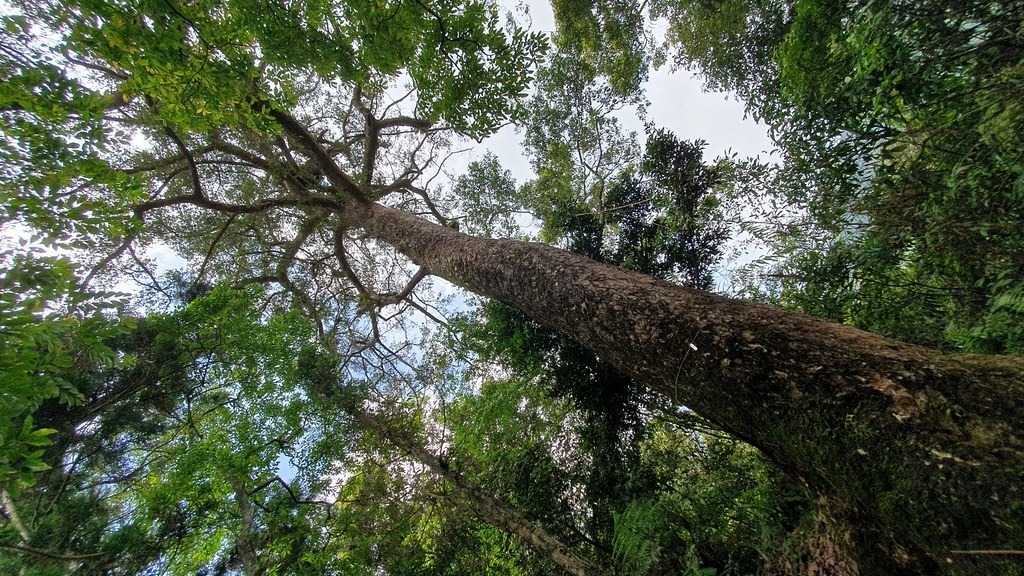 臺灣油杉因分布區域狹小，野外族群數量稀少。圖片來源：林業保育署宜蘭分署