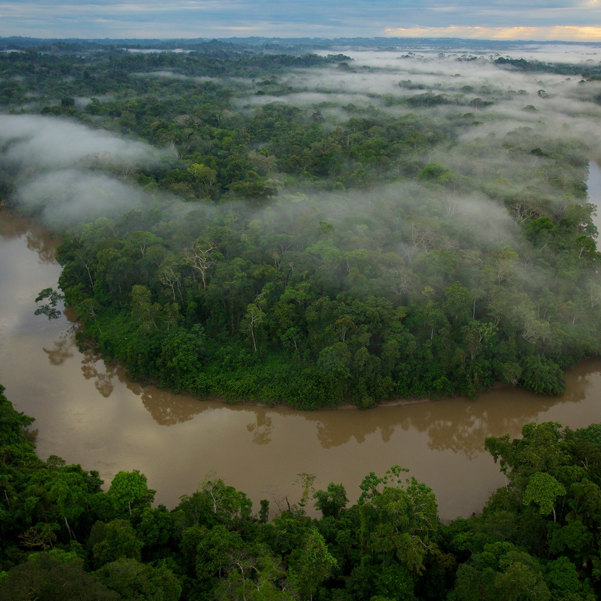 晨霧籠罩厄瓜多亞蘇尼國家公園的提普提尼河。分布於奧立諾科河流域（厄瓜多、哥倫比亞、委內瑞拉、千里達、蓋亞那、蘇里南、法屬圭亞那）的北方綠森蚺族群，與分布於祕魯、玻利維亞、法屬圭亞那、巴西的南方綠森蚺族群，是兩個不同物種。PHOTOGRAPH BY TIM LAMAN