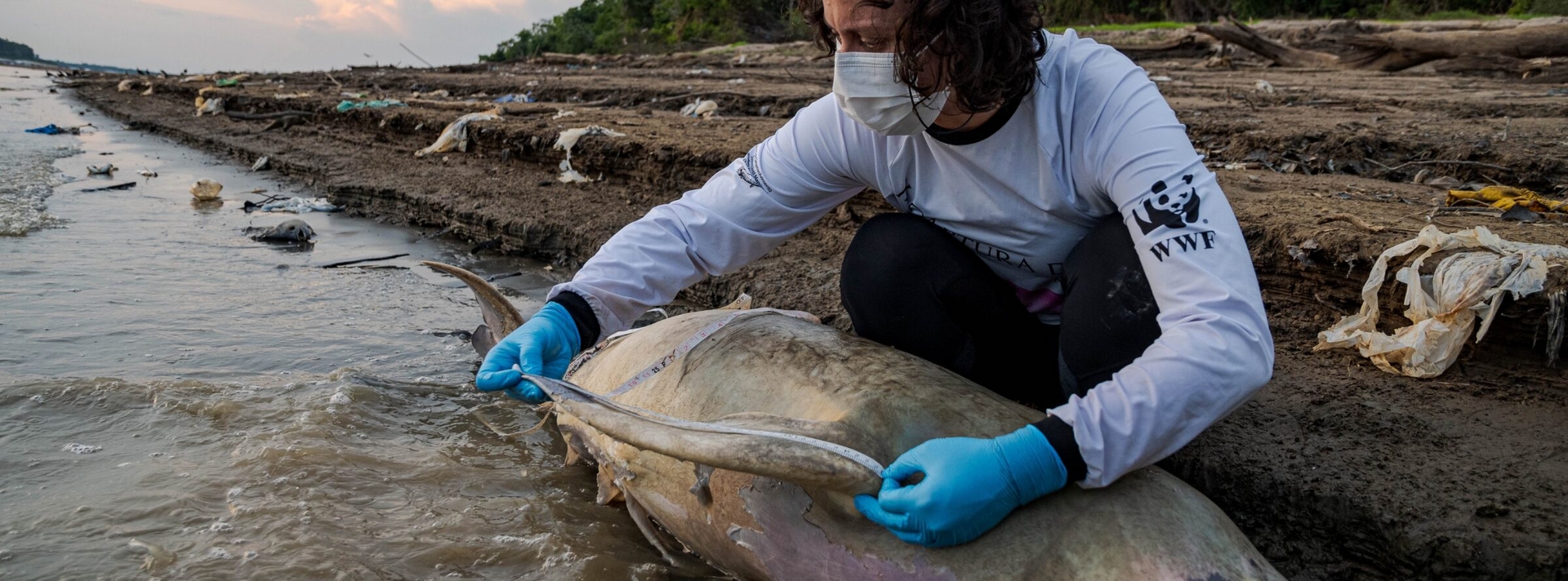 為何亞馬遜河豚集體暴斃，研究人員懷疑是因為水溫過高跟水位過低所致。圖片來源：Miguel Monteiro／馬米勞瓦研究所