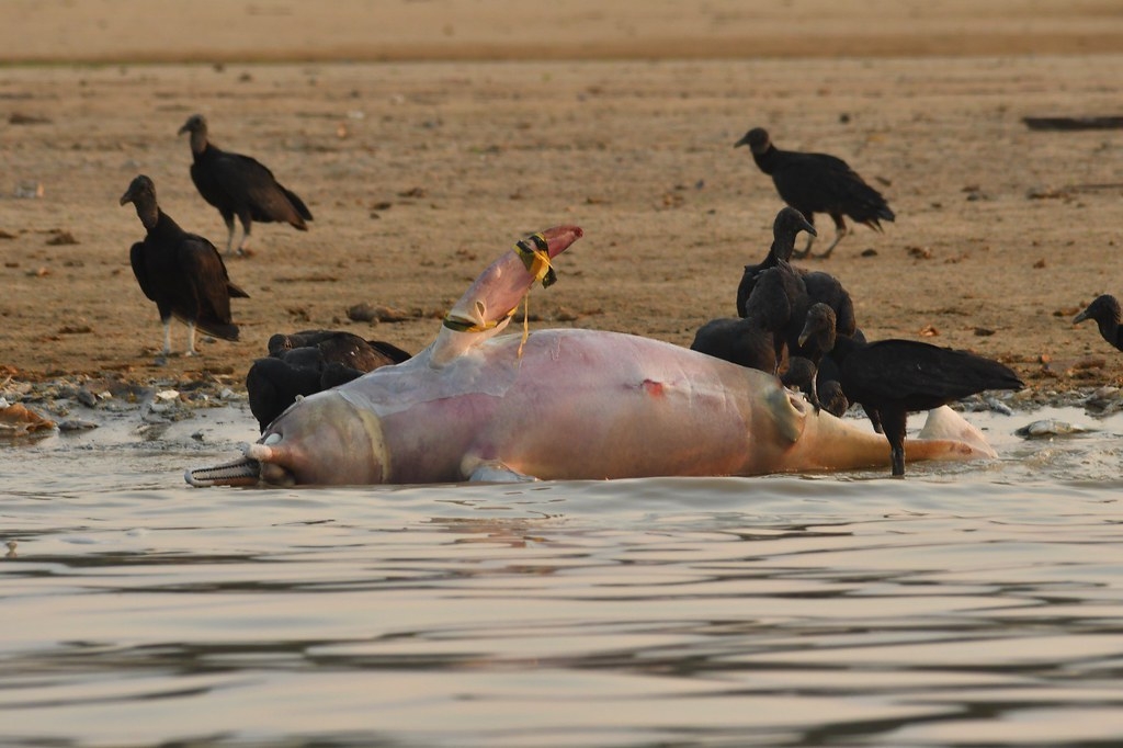 亞馬遜州特費湖發現150多隻亞馬遜河豚屍體，其中包括瀕危的粉紅河豚。圖片來源：André Zumak／馬米勞瓦研究所