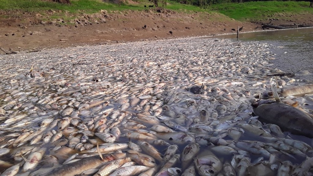 在馬納卡普魯（Manacapuru）等巴西亞馬遜地區城鎮，許多湖泊和河流中都發現大量魚群因乾旱死亡。圖片來源：亞馬遜州民防單位