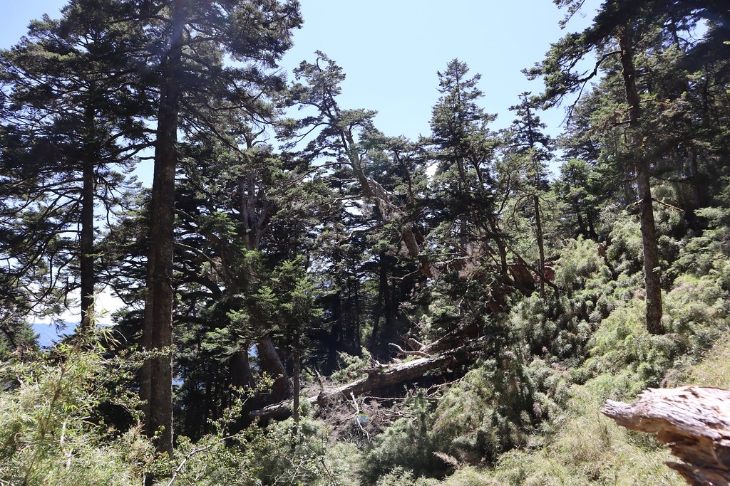 合歡山冷杉林樣區成立於2008年，2022年複查顯示每公頃的生物量超過700公噸。圖片來源：趙偉村