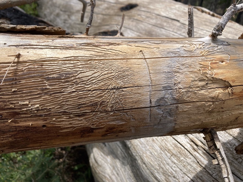 在路慈的樣區中觀察死亡的樹木，清晰的見到樹皮甲蟲啃咬的痕跡。圖片來源：趙偉村