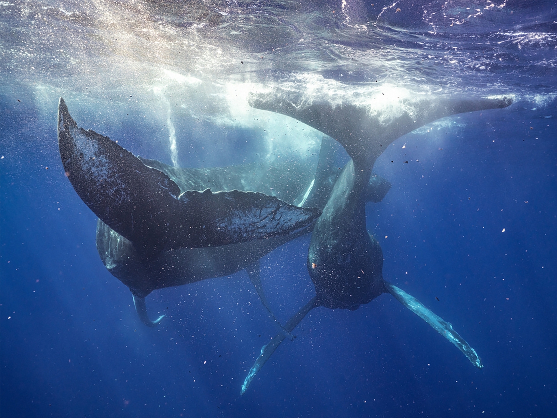 位於茂伊島的非營利組織「太平洋鯨魚基金會」（Pacific Whale Foundation）識別出這次事件中的兩隻雄性座頭鯨過去曾被命名過。PHOTOGRAPH BY PHOTOGRAPH BY LYLE KRANNICHFELD AND BRANDI ROMANO