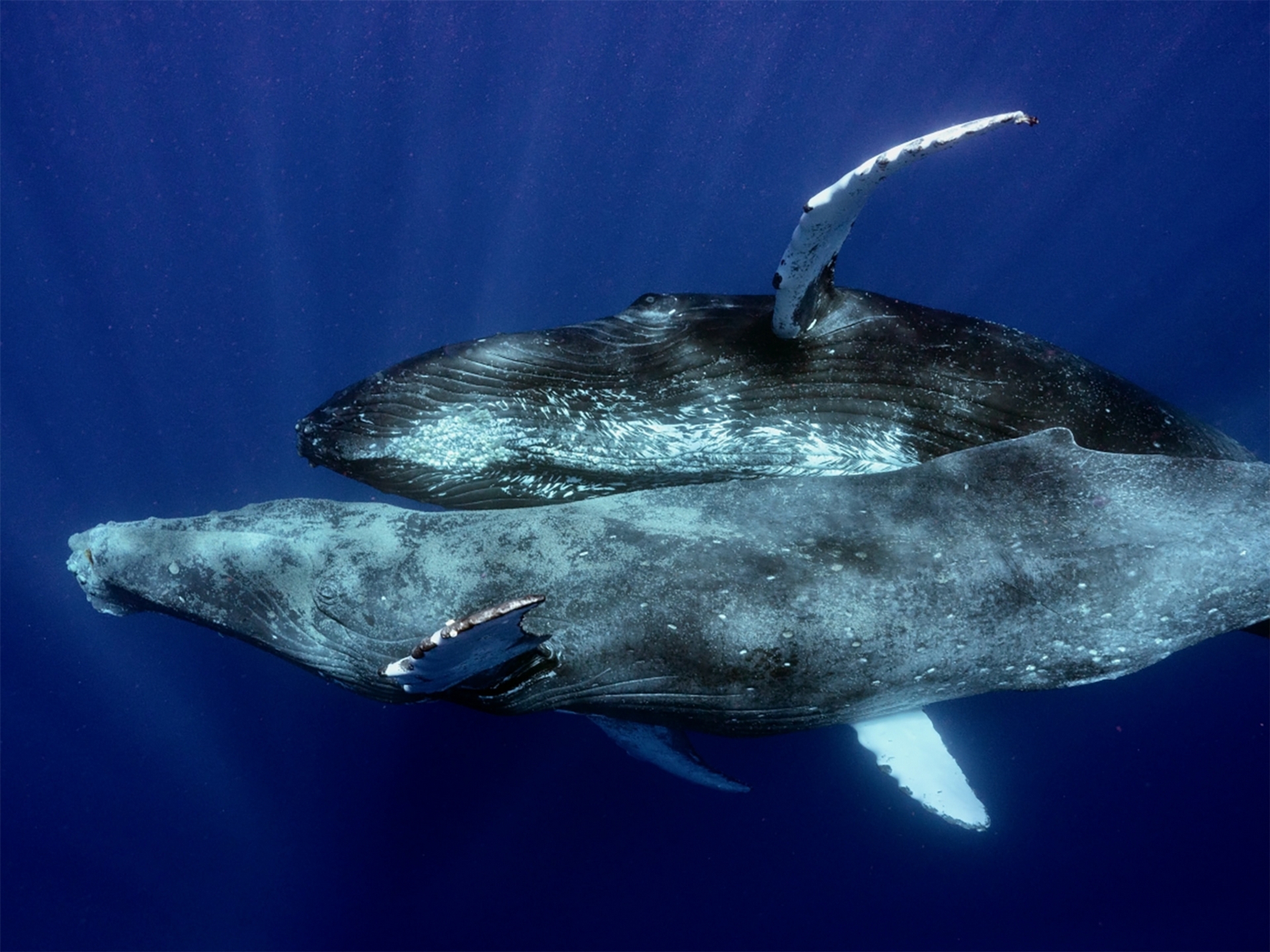 專家還不清楚為什麼兩隻雄性會交配，猜測可能是座頭鯨Ｂ（上方）試圖安慰生病、下巴疑似受傷的座頭鯨Ａ。PHOTOGRAPH BY LYLE KRANNICHFELD AND BRANDI ROMANO