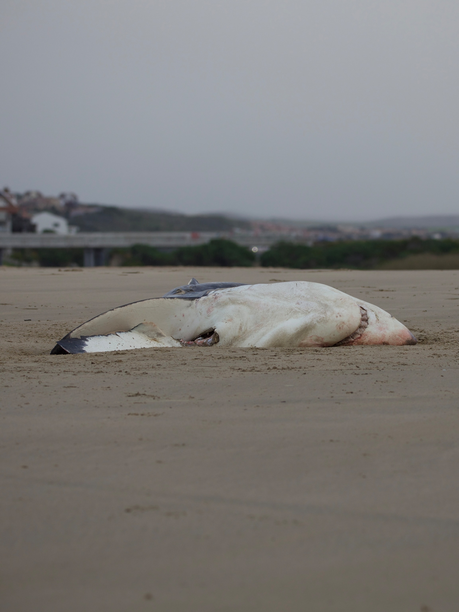 2023年8月18日，一頭被虎鯨殺死的大白鯊躺在莫塞爾灣的海灘上。左舷和右舷只會吃鯊魚肝，屍體其餘部位都保持完好。PHOTOGRAPH BY CHRISTIAAN STOPFORTH 
