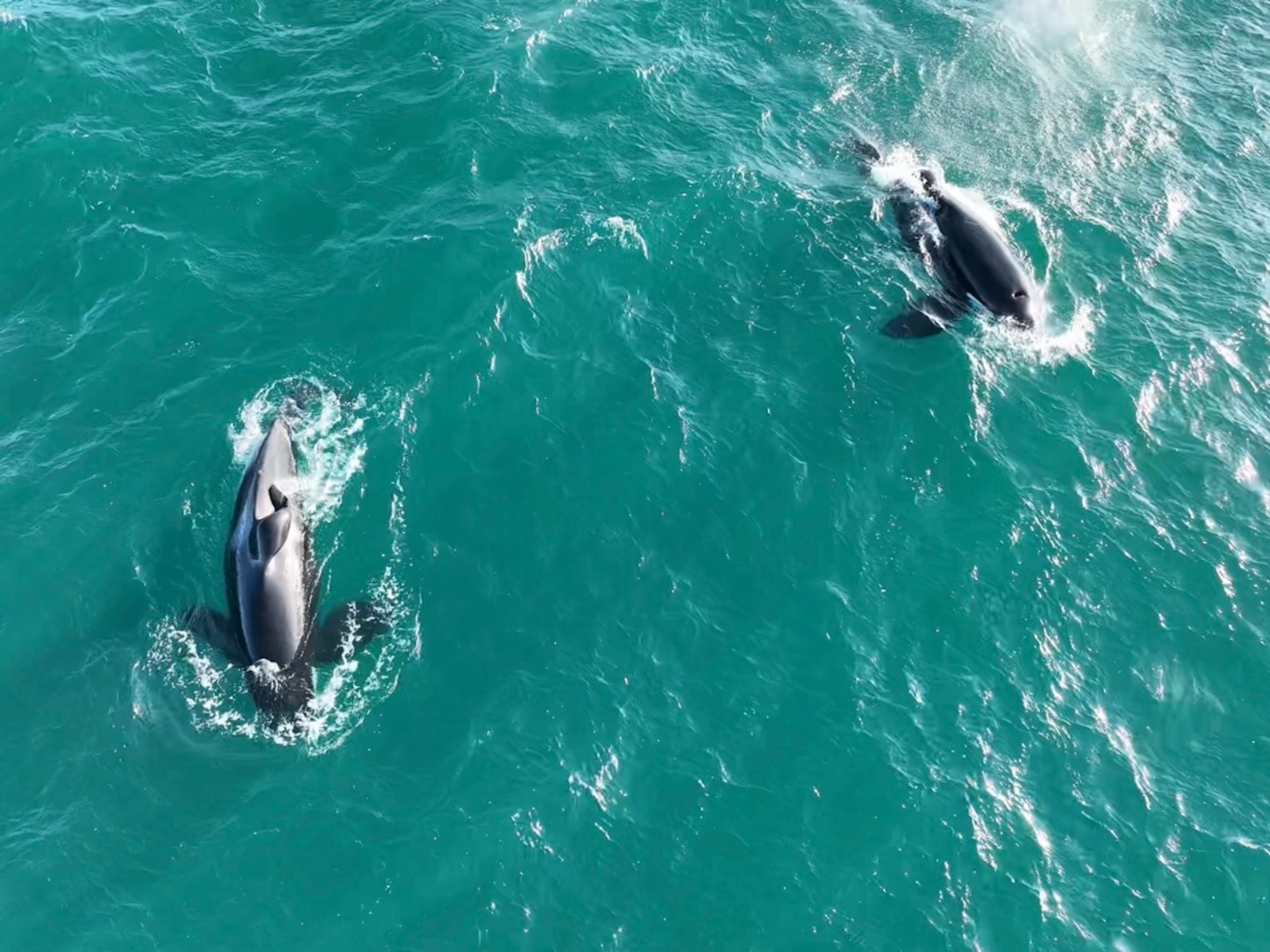 有些專家推論，左舷和右舷（2023年在莫塞爾灣游泳）可能向其他虎鯨展示如何咬出鯊魚肝。PHOTOGRAPH BY CHRISTIAAN STOPFORTH 