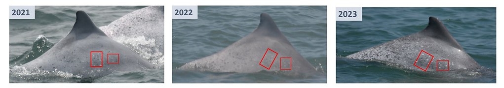 新增白海豚個體OCA070三年目擊影像及辨識特徵。圖片來源：海保署