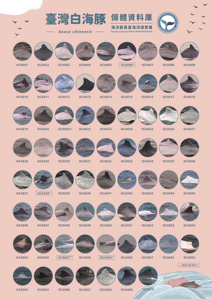  臺灣白海豚個體資料庫。圖片來源：海保署
