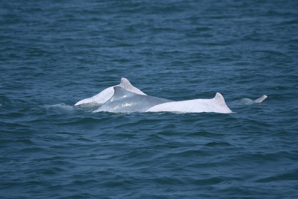2023年4月14日彰濱工業區外海白海豚2成體與2幼體共遊。圖片來源：海保署