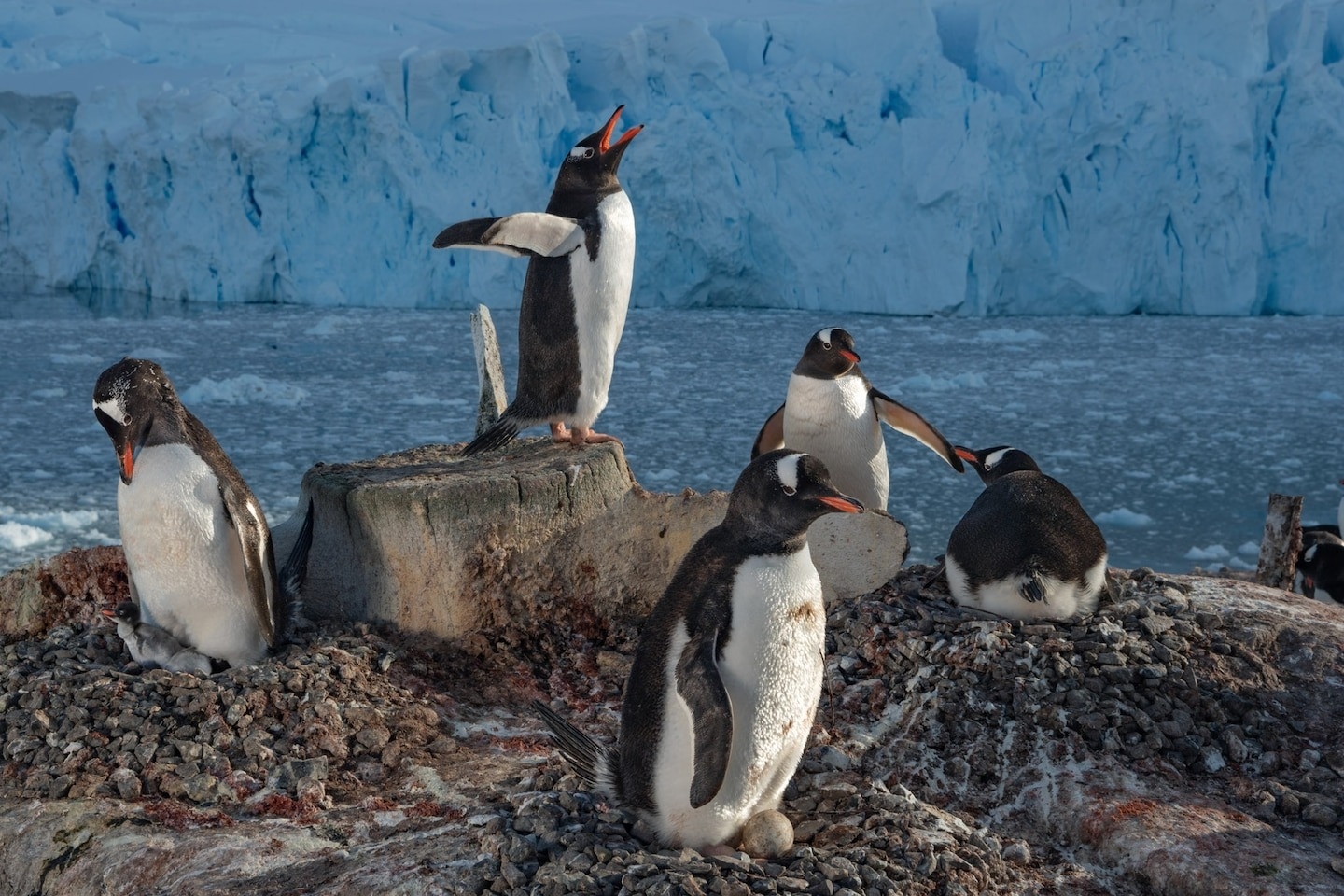 2024年1月，科學家發現福克蘭群島上的巴布亞企鵝出現禽流感。上圖是南極半島涅克港的巴布亞企鵝在岩石築成的巢內孵蛋。PHOTOGRAPH BY THOMAS PESCHAK, NAT GEO IMAGE COLLECTION 