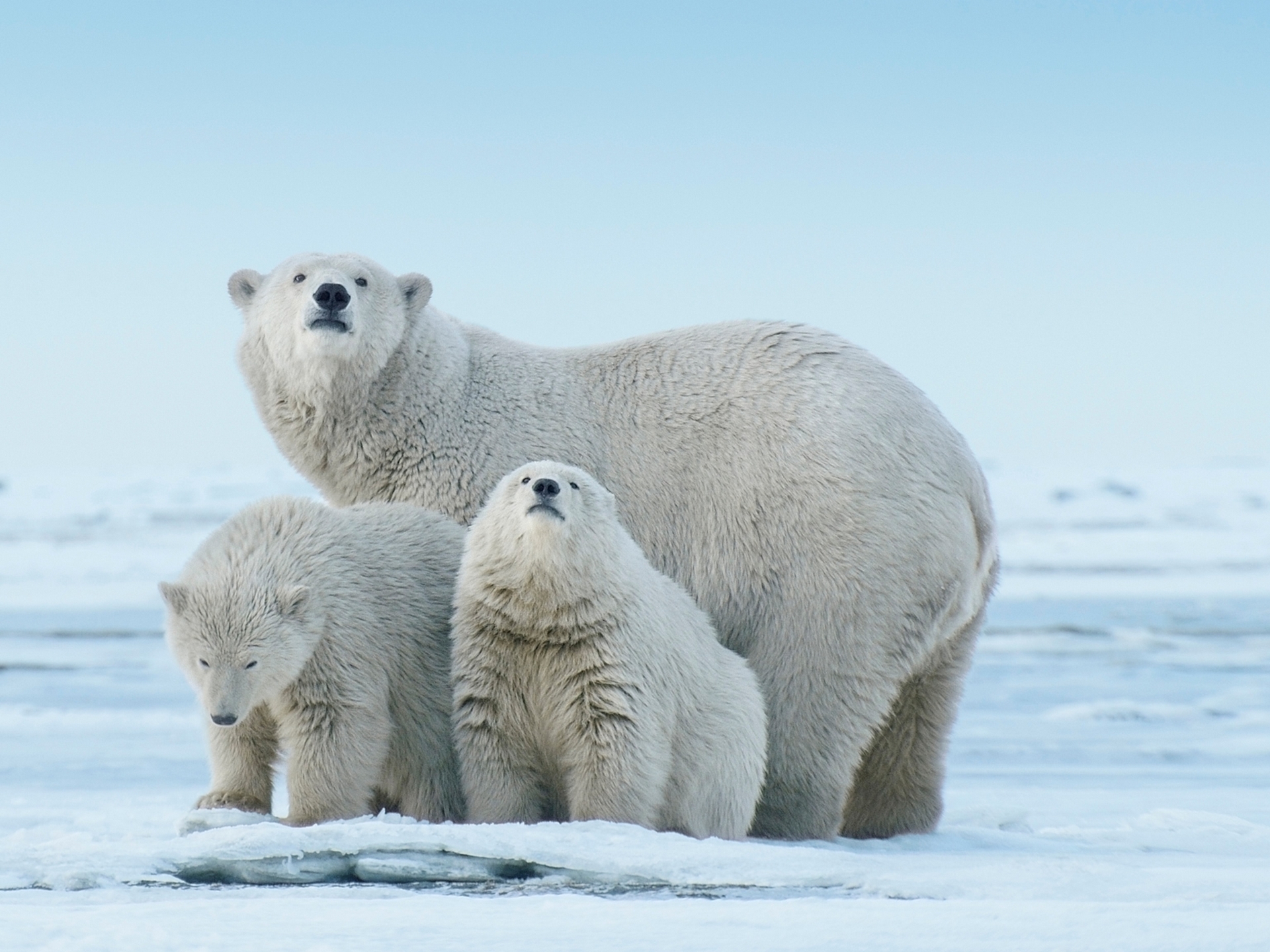 2023年，阿拉斯加有一頭北極熊死於禽流感，是該物種紀錄上的首例。這種掠食動物已面臨許多威脅，尤其是海冰融化的問題，圖中這個棲息在北極國家野生動物保護區的家庭也不例外。PHOTOGRAPH BY FLORIAN SCHULZ, NAT GEO IMAGE COLLECTION 