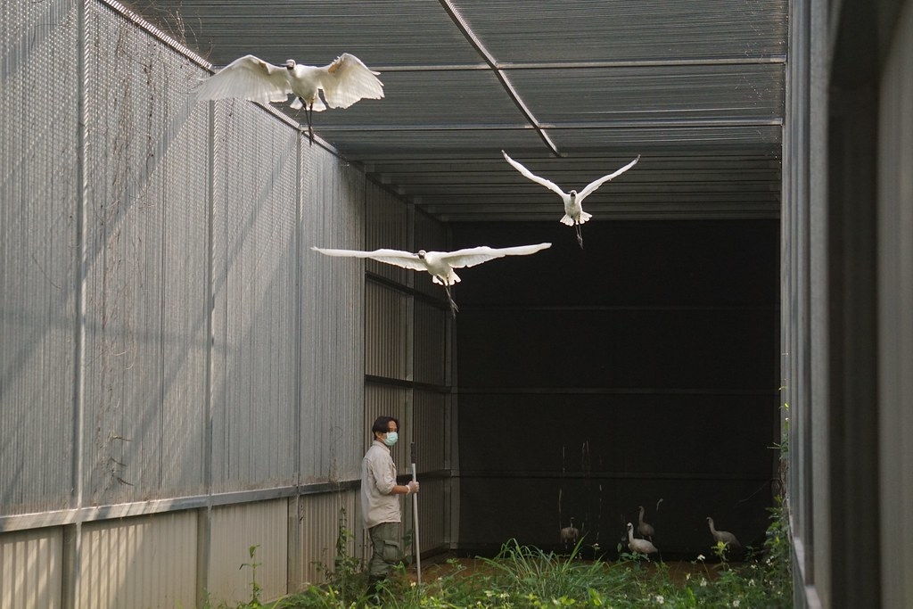 黑面琵鷺野放訓練。圖片來源：農業部生物多樣性研究所提供。攝影：梁翠芳