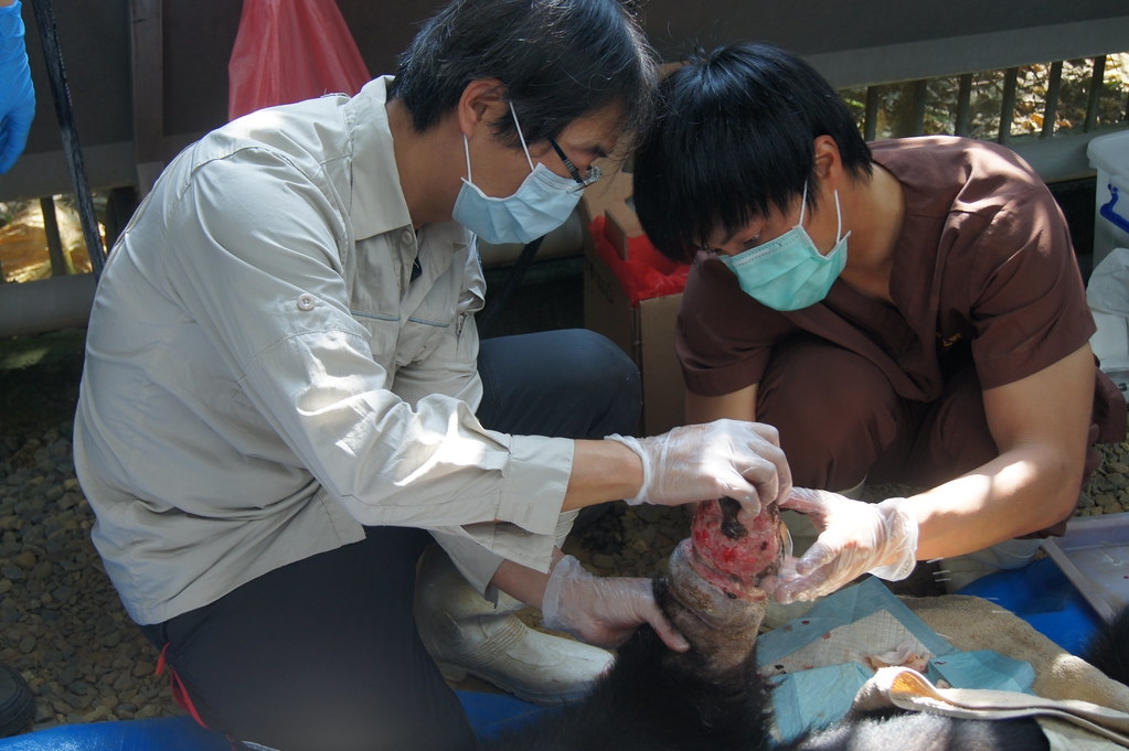 獸醫師評估黑熊手掌受傷狀況。圖片來源：農業部生物多樣性研究所提供。攝影：梁翠芳