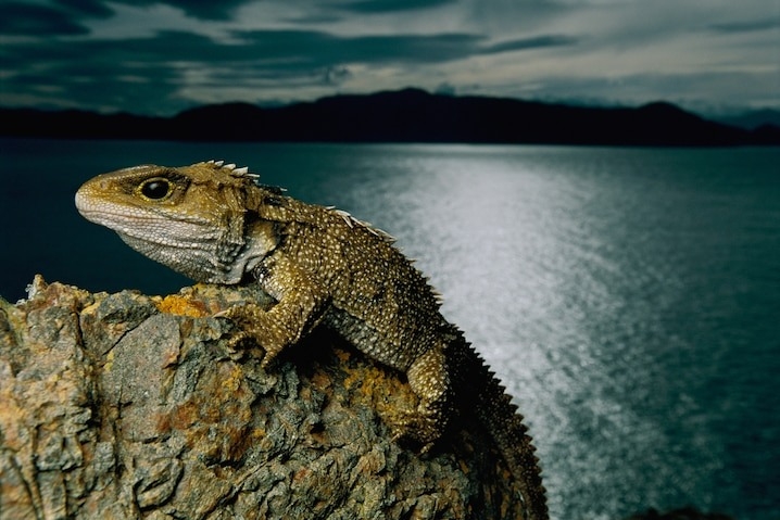 紐西蘭海岸附近一塊岩石上的喙頭蜥。這種看起來像是蜥蜴的生物，來自一個大部分成員都已經滅絕的古老爬行動物支系。PHOTOGRAPH BY FRANS LANTING, NAT GEO IMAGE COLLECTION