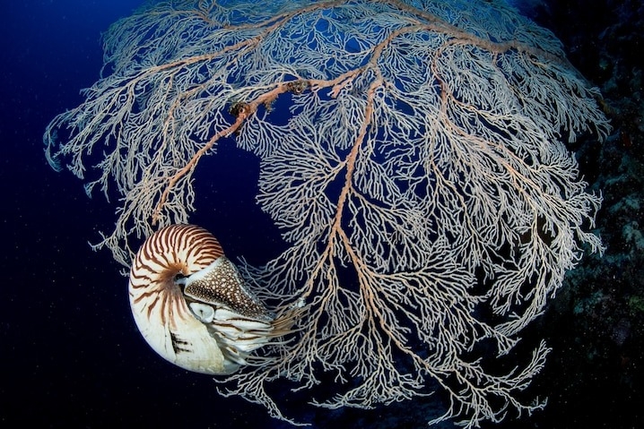 鸚鵡螺這種已經在地球上生存了5億年的軟體動物，如今卻因為貝殼收藏家而岌岌可危 PHOTOGRAPH BY ENRIC SALA, NAT GEO IMAGE COLLECTION 