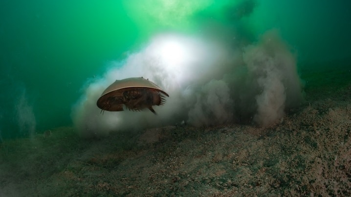 一隻鱟游過菲律賓沿海水域的海床上。像鱟這般在型態上與祖先化石差別不大的物種，被人們稱為「活化石」。PHOTOGRAPH BY LAURENT BALLESTA, NAT GEO IMAGE COLLECTION
