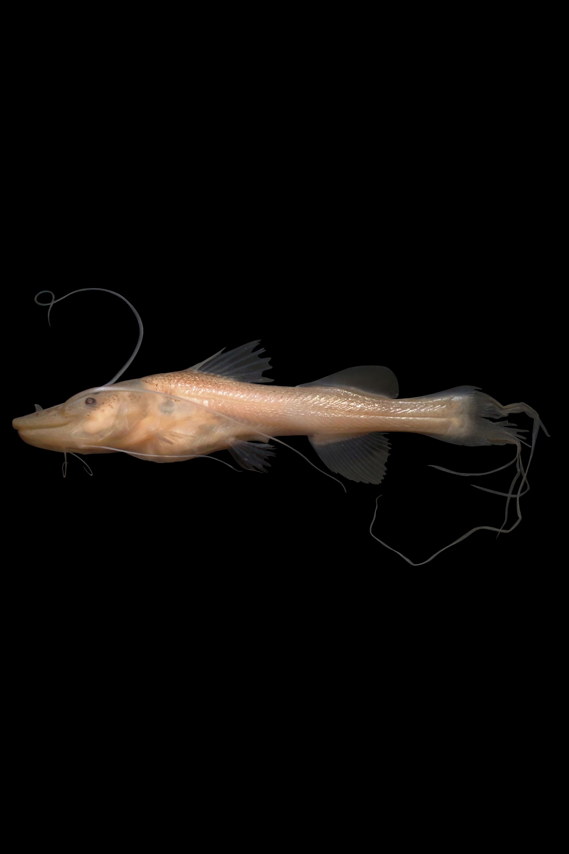 魯氏短平口鯰（圖為來自巴西的稚魚）又稱為月光鴨嘴，身體呈金黃色。 PHOTOGRAPH BY PROFESSOR DR. DIEGO ZACARDI AND MSC. FABÍOLA SILVA 