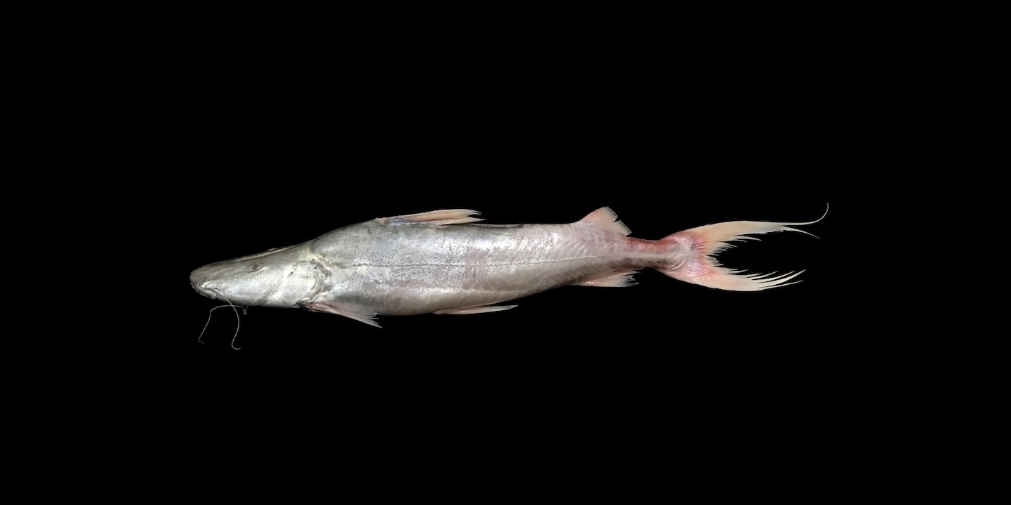 魯氏短平口鯰（圖為巴西亞馬遜河下游的成魚）是一種深受當地民眾喜愛的海鮮，每年可從亞馬遜流域捕獲數公噸。PHOTOGRAPH BY PROFESSOR DR.DIEGO ZACARDI AND MSC.FABÍOLA SILVA 