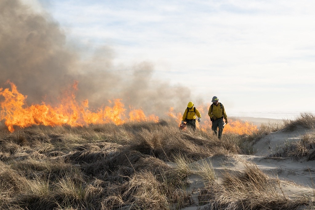 為了改善雪環頸鴴的棲地， Siuslaw國家森林的消防隊員正執行計畫性的焚燒野草作業（2022年2月）。圖片來源：U.S. Forest Service- Pacific Northwest Region