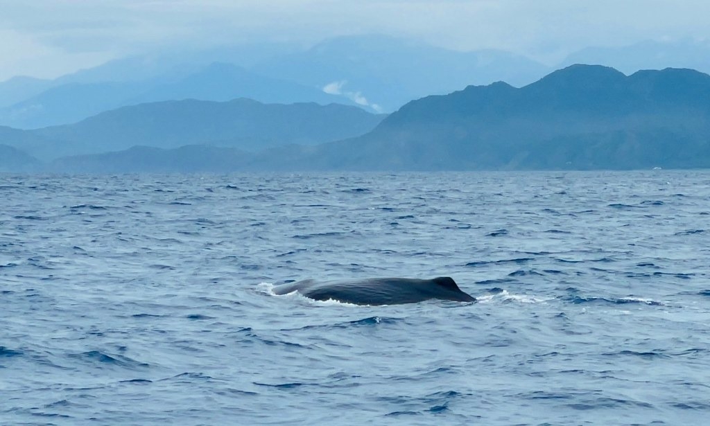 海上鯨豚。資料圖片。圖片提供︰海保署