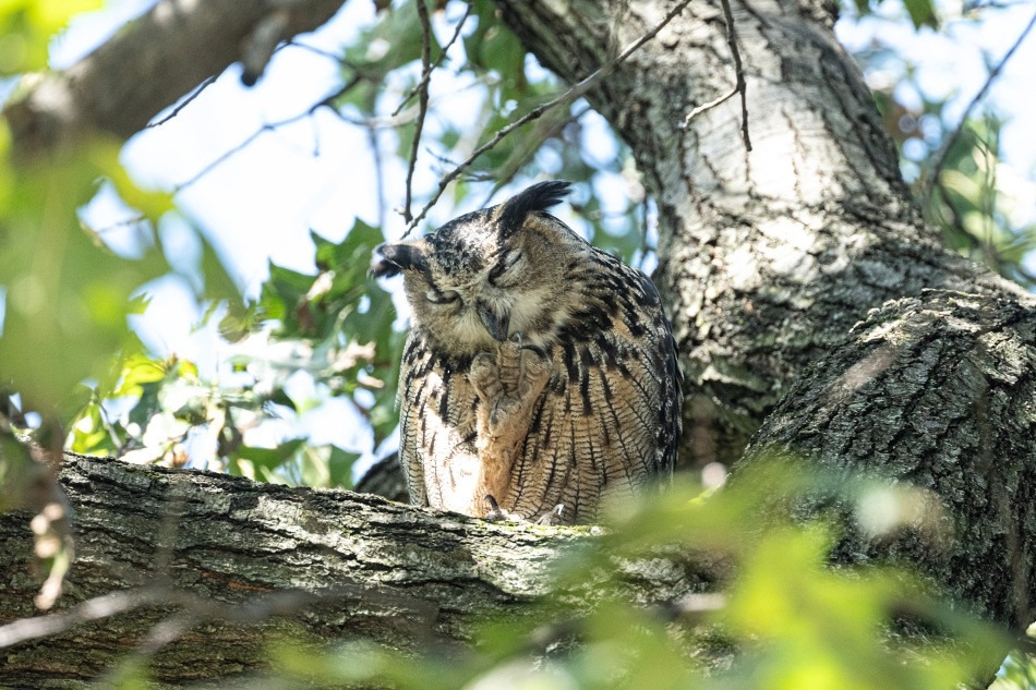 歐亞雕鴞Flaco勇闖自由的故事備受關注，但最終因捕食到有毒動物與窗殺而亡。圖片來源：Central Park by Steven M. Bellovin （CC BY-NC-ND 4.0）