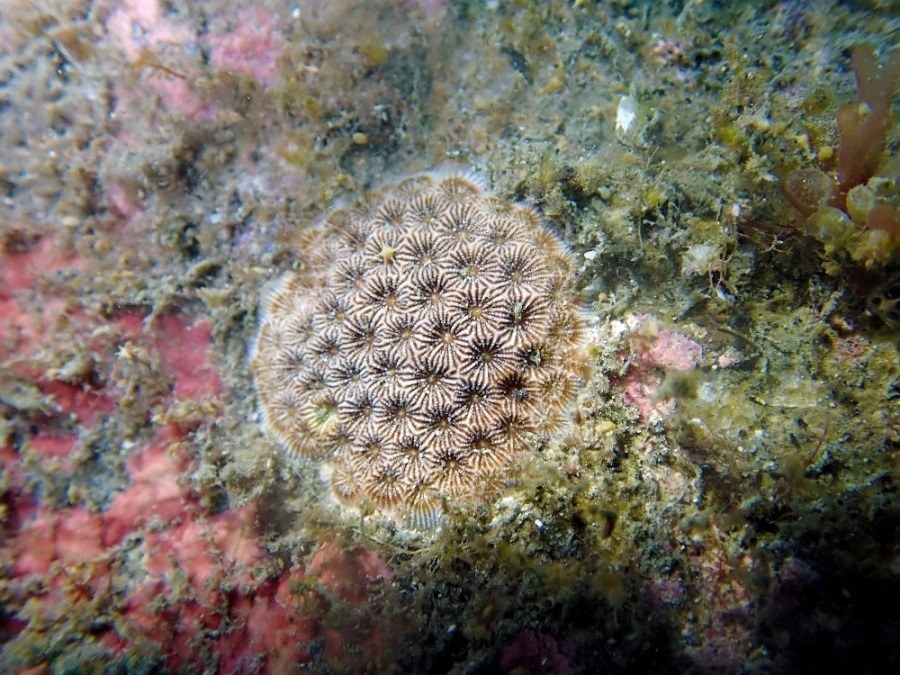 基翬海岸是臺灣特有種一級保育類「福爾摩沙偽絲珊瑚」的棲地。圖片來源：地球公民基金會提供。攝影：黃靖雲