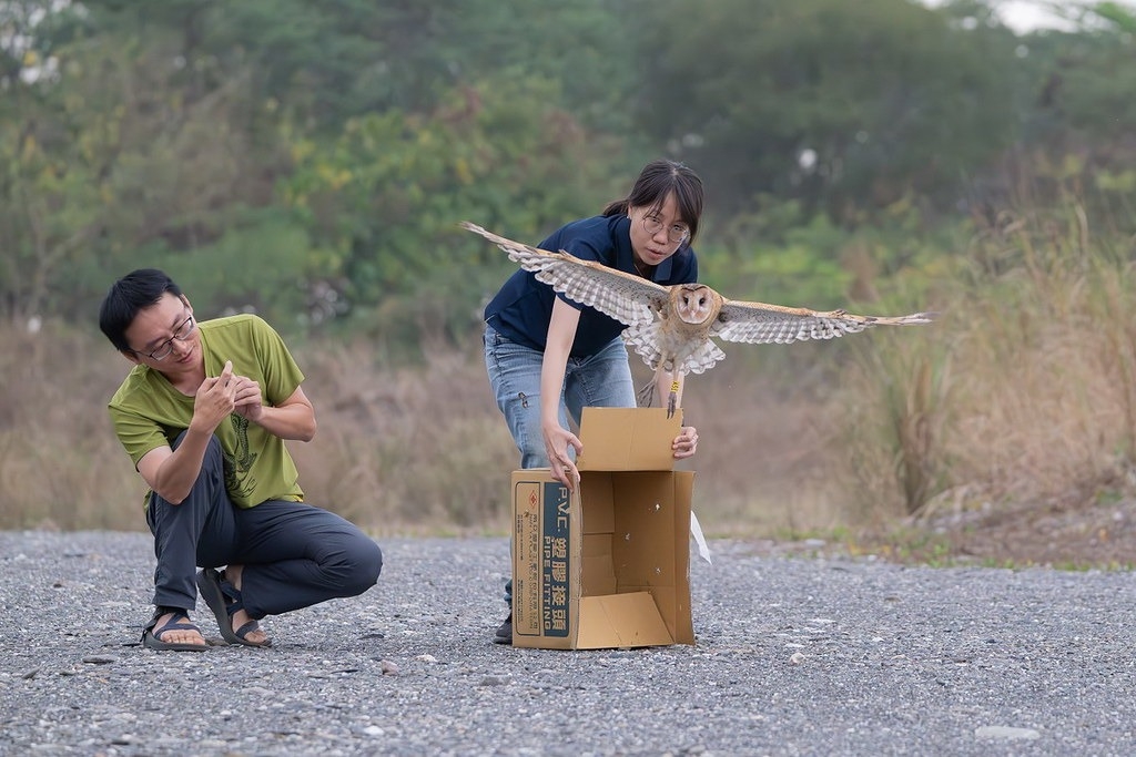傷救的草鴞經屏科大野生動物收容中心照養3個月後，成功野放。圖片來源：屏東縣政府提供